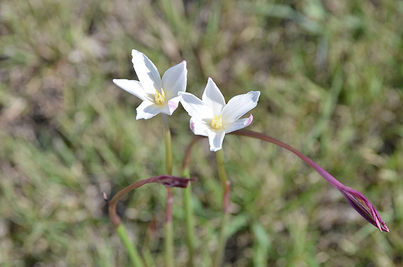Rain Lily - Bell County 0002