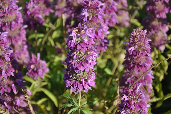 Horsemint - Lampasas County 0002