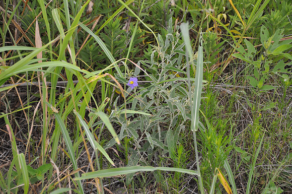 Silver-Leaf Nightshade - Bastrop County 0001
