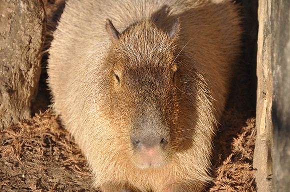 San Antonio Zoo 0144