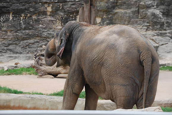 San Antonio Zoo 0037