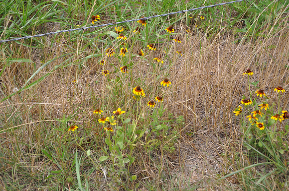 Clasping-Leaf Coneflower - Bastrop County 0001