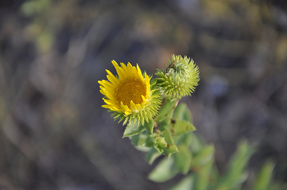 Saw-Leaf Daisy - Lampasas County 0002