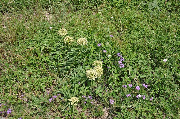 Antelope Horn - Brown County 0001