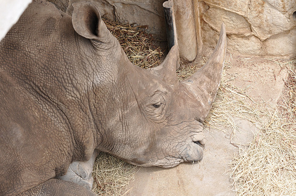 San Antonio Zoo 0106