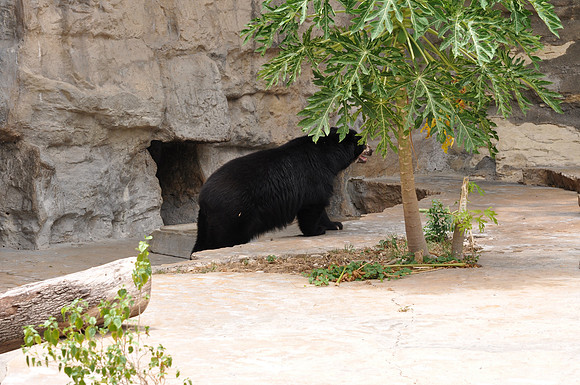 San Antonio Zoo 0117