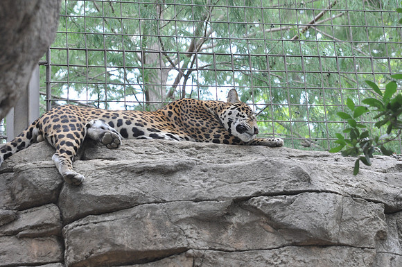 San Antonio Zoo 0044