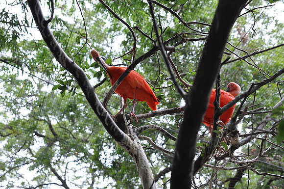 San Antonio Zoo 0048