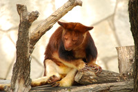 San Antonio Zoo 0017