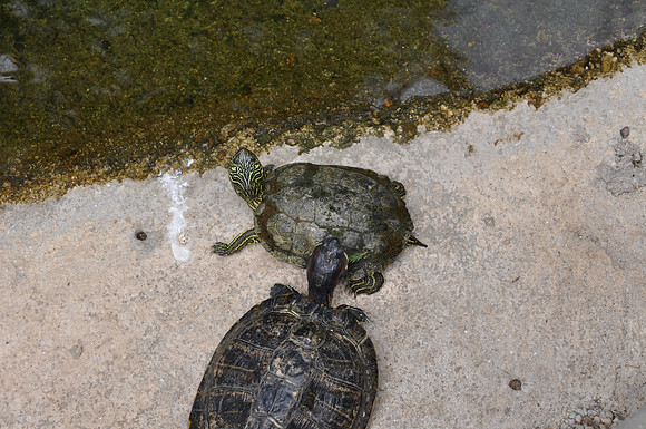 San Antonio Zoo 0110