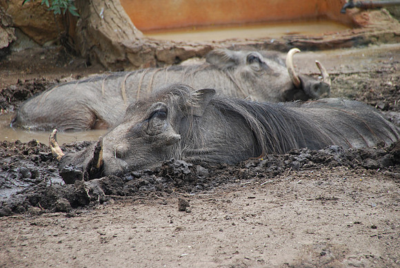 San Antonio Zoo 0031