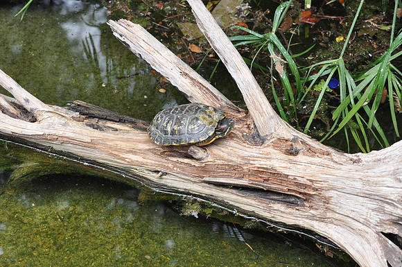 San Antonio Zoo 0113