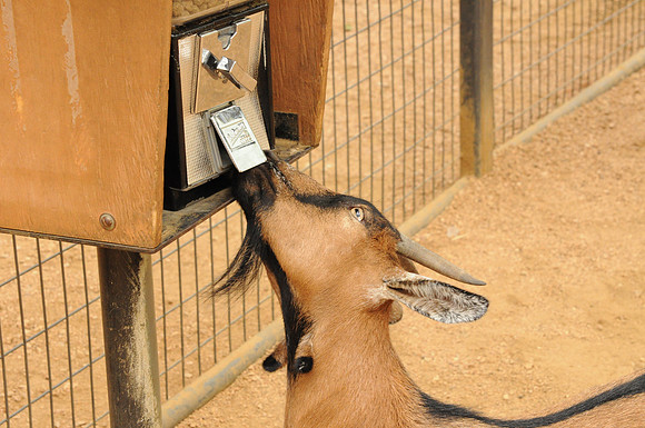 San Antonio Zoo 0074