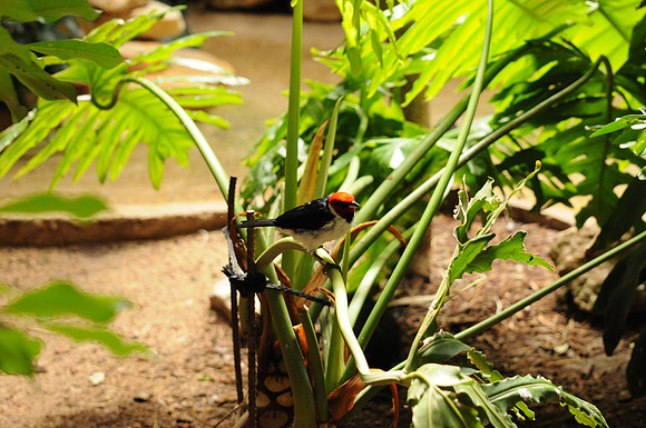 San Antonio Zoo 0086