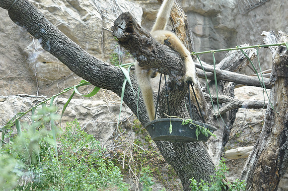 San Antonio Zoo 0116
