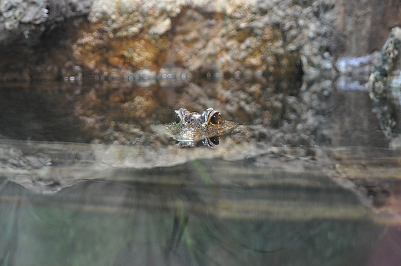 San Antonio Zoo 0055