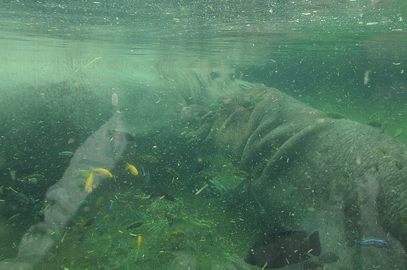 San Antonio Zoo 0140