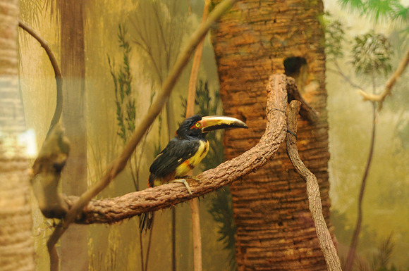 San Antonio Zoo 0077