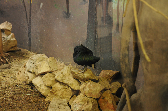 San Antonio Zoo 0079
