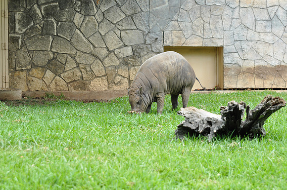 San Antonio Zoo 0058