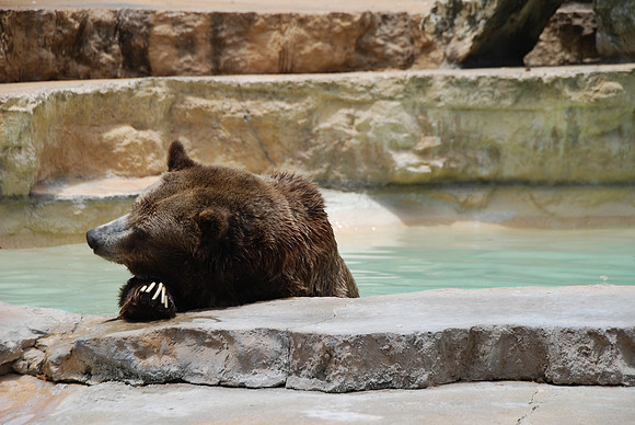 San Antonio Zoo 0045