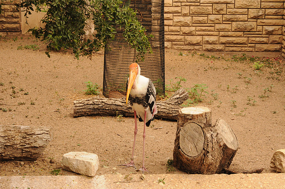San Antonio Zoo 0066