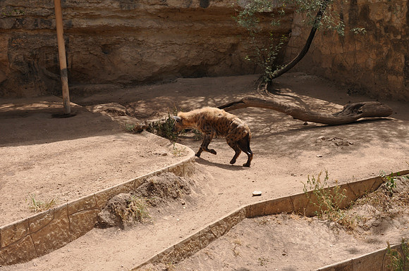 San Antonio Zoo 0101
