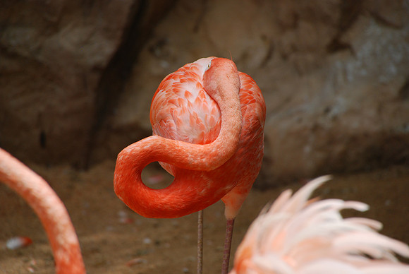 San Antonio Zoo 0052