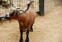 San Antonio Zoo 0014