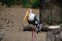 San Antonio Zoo 0010
