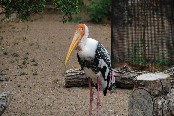 San Antonio Zoo 0010