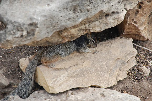 San Antonio Zoo 0033