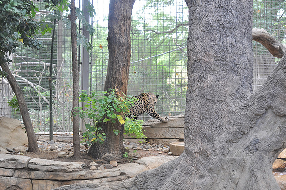 San Antonio Zoo 0043