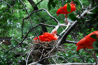 San Antonio Zoo 0004
