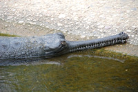 San Antonio Zoo 0011
