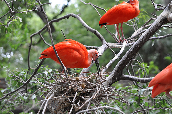 San Antonio Zoo 0046