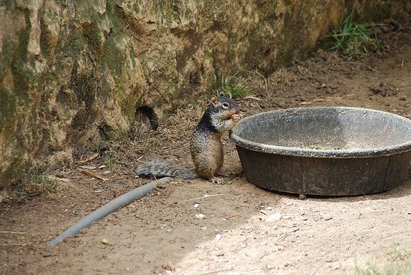 San Antonio Zoo 0024