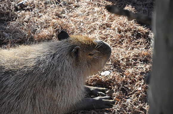 San Antonio Zoo 0143