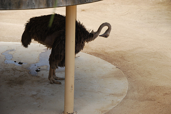 San Antonio Zoo 0036