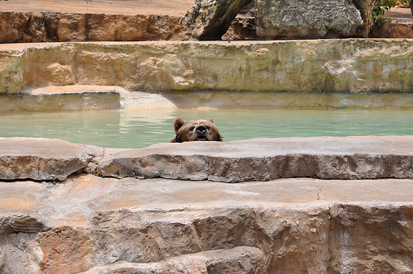 San Antonio Zoo 0118