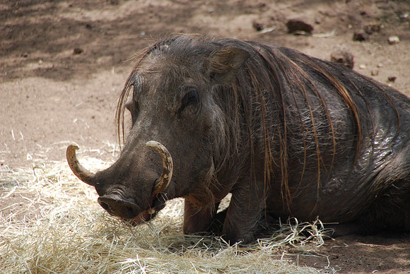 San Antonio Zoo 0040