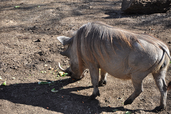 San Antonio Zoo 0156