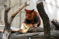 San Antonio Zoo 0018