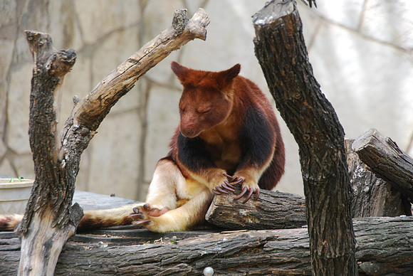 San Antonio Zoo 0018
