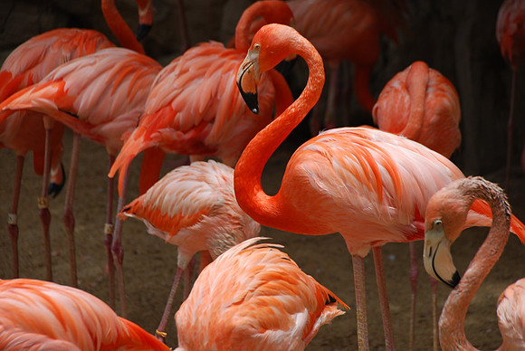 San Antonio Zoo 0054