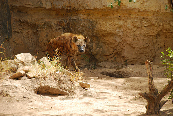 San Antonio Zoo 0021