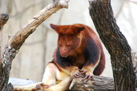 San Antonio Zoo 0019