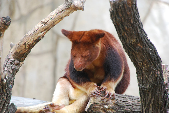 San Antonio Zoo 0019