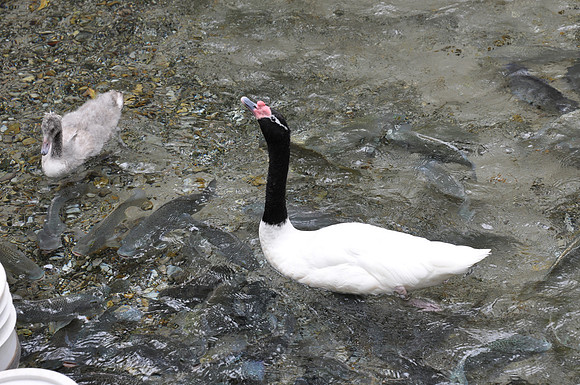 San Antonio Zoo 0062