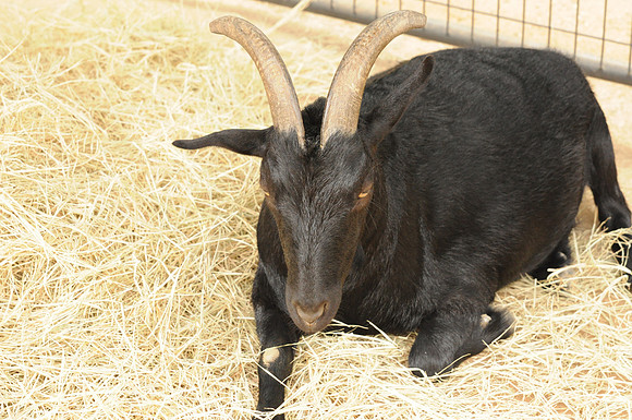 San Antonio Zoo 0069